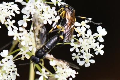 Mouche-à-scie à trois bandes jaunes