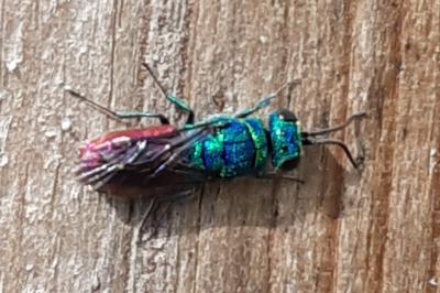 <i>Chrysis</i>
