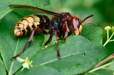 Frelon européen