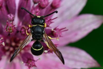 Odynerus à pattes épineuses