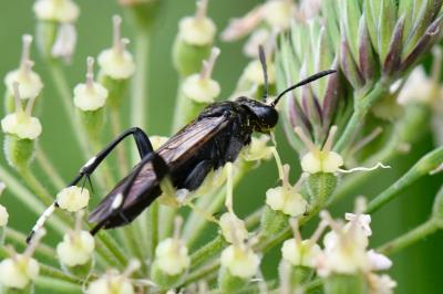 Mouche-à-scie à trois bandes jaunes
