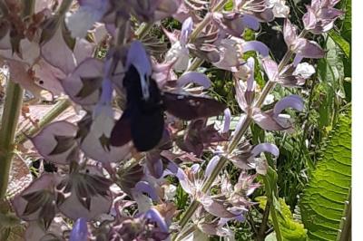 <i>Xylocopa</i>