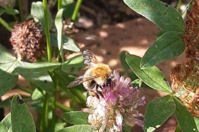 <i>Bombus</i>