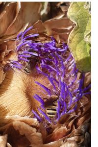 <i>Halictus</i>
