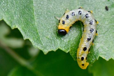 Nematus septentrionalis