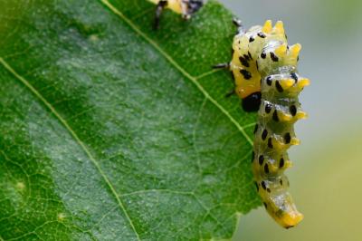 <i>Nematus septentrionalis</i>