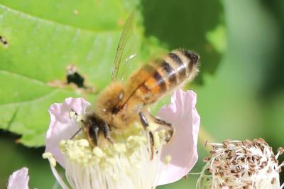 Abeille domestique