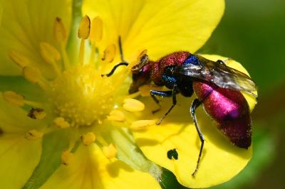 Chrysura cuprea