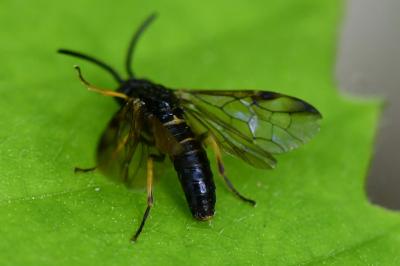 Mouche-à-scie à quatre bandes jaunes