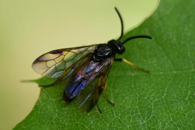 Mouche-à-scie à quatre bandes jaunes