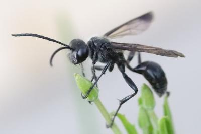 Isodonte mexicaine