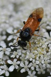Tenthrède de l’Aubépine