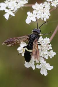 <i>Cephaledo bifasciata</i>