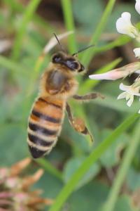 Abeille domestique