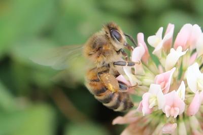 Abeille domestique