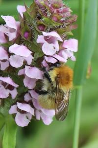 Bourdon des champs