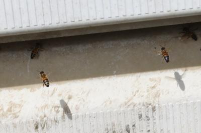 Abeille domestique