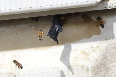 Abeille domestique