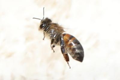 Abeille domestique