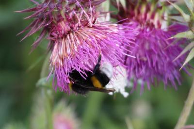 <i>Bombus terrestris/lucorum</i>