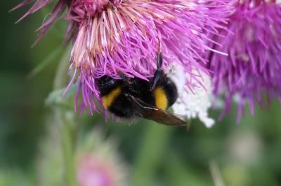<i>Bombus terrestris/lucorum</i>