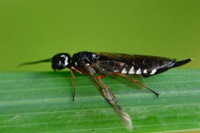 Sirex-chameau