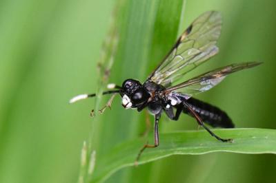 Mouche-à-scie à antennes blanches au bout