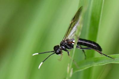 Mouche-à-scie à antennes blanches au bout