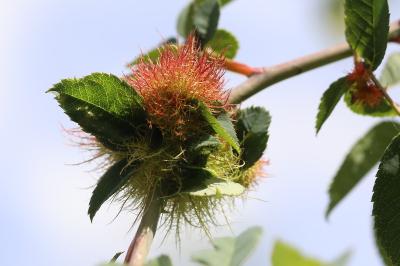 Cynips du rosier