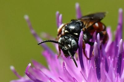 <i>Epeoloides coecutiens</i>