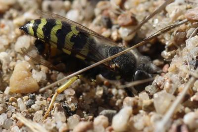 <i>Bembix oculata</i>