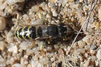 <i>Bembix oculata</i>