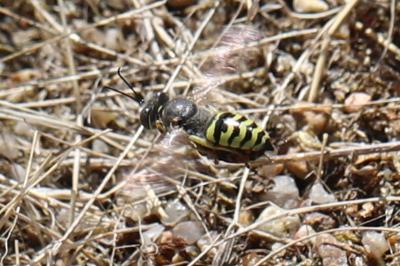 <i>Bembix oculata</i>