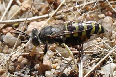 <i>Bembix oculata</i>