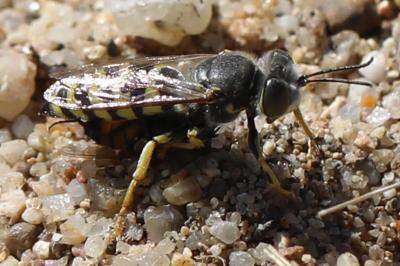 <i>Bembix oculata</i>