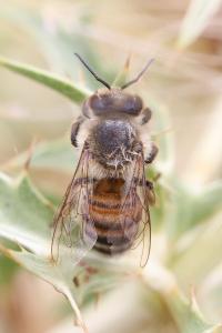 Abeille domestique