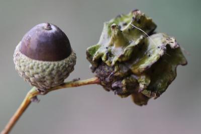 <i>Andricus quercuscalicis</i>