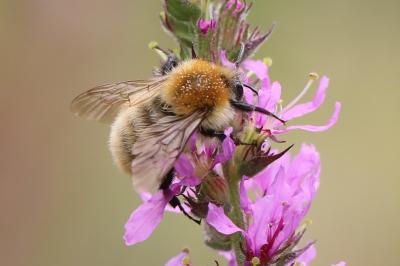 Bourdon des champs