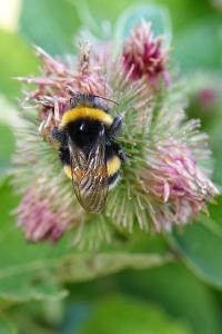 <i>Bombus</i>