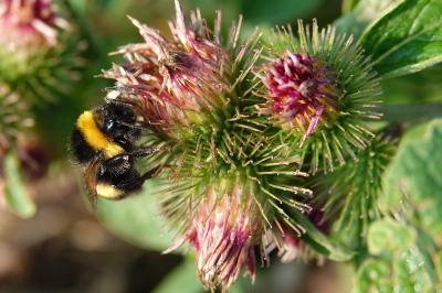 <i>Bombus</i>