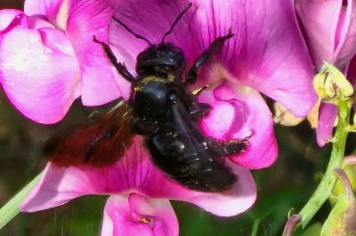 <i>Xylocopa</i>