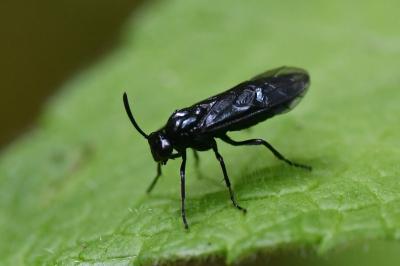 Mouche-à-scie noire bleuâtre