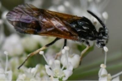 Mouche-à-scie noire à ailes jaunes