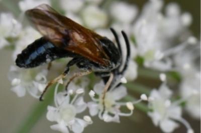Mouche-à-scie noire à ailes jaunes