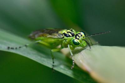 <i>Rhogogaster chlorosoma</i>