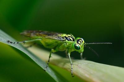 <i>Rhogogaster chlorosoma</i>