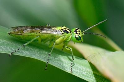 <i>Rhogogaster chlorosoma</i>