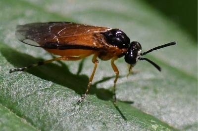 <i>Athalia circularis</i>