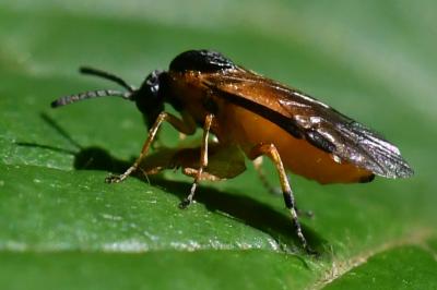 <i>Athalia circularis</i>