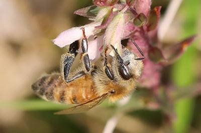Abeille domestique